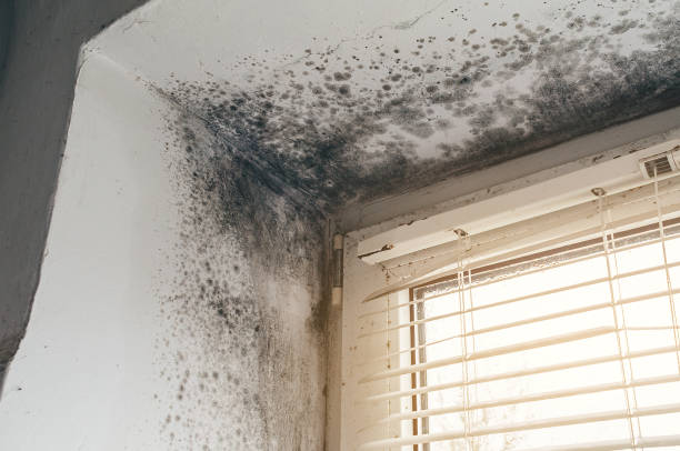 Affordable Mold Remediation solutions in Gibsonville, NC